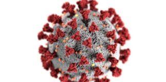 1133 nouveaux cas et 28 décès par le coronavirus