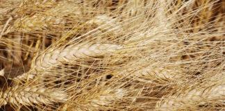 Hausse des cours mondiaux des céréales