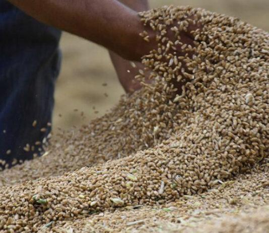 طلب عروض لشراء الحبوب