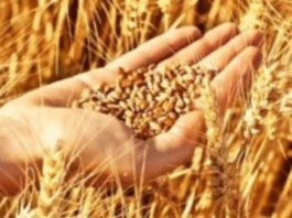 ارتفاع أسعار الحبوب