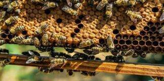 هل يدمر عسل النحل خلايا سرطان الثدي؟.. دراسة تجيب