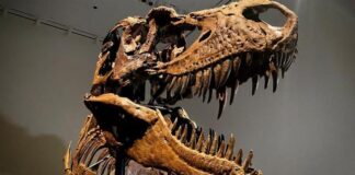  بيع هيكل عظمي لديناصور  نادر بسعر خيالي (صور)