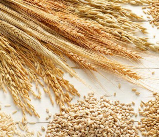 Grain Bureau