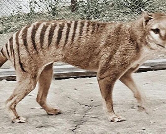 علماء: النمر المنقرض قد يعود للحياة خلال 10 أعوام