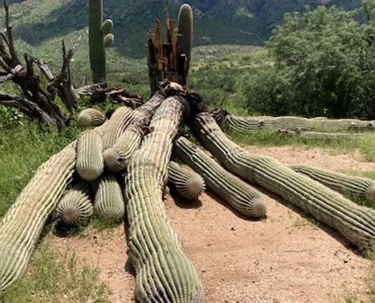 صور.. صبار عملاق عمره 200 سنة يسقط ضحية الأمطار