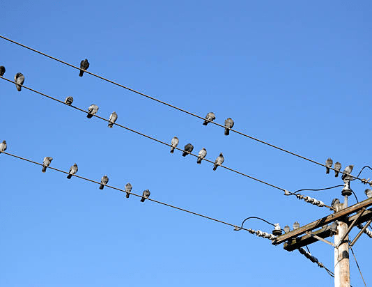 بن خضر: 5% من انقطاعات الكهرباء سببها الطيور‎‎