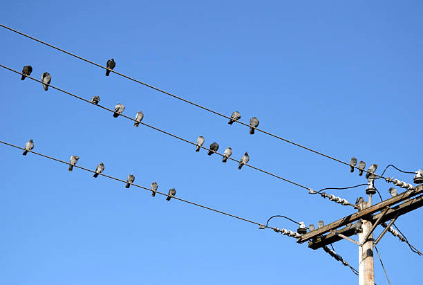 بن خضر: 5% من انقطاعات الكهرباء سببها الطيور‎‎