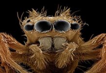  لقطات مذهلة.. 17 صورة عبقرية تكشف كيف تكون الحشرات تحت الميكروسكوب