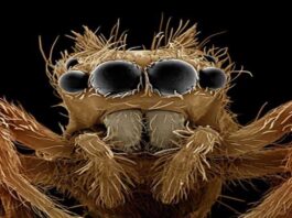  لقطات مذهلة.. 17 صورة عبقرية تكشف كيف تكون الحشرات تحت الميكروسكوب