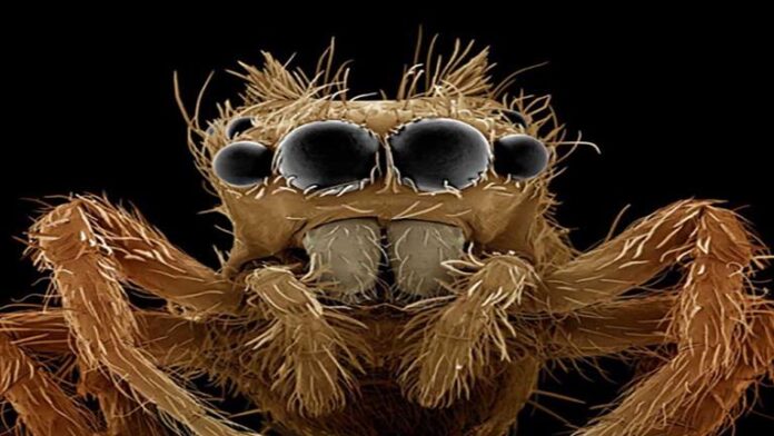  لقطات مذهلة.. 17 صورة عبقرية تكشف كيف تكون الحشرات تحت الميكروسكوب