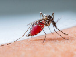 ارتفاع عدد الإصابات بالملاريا